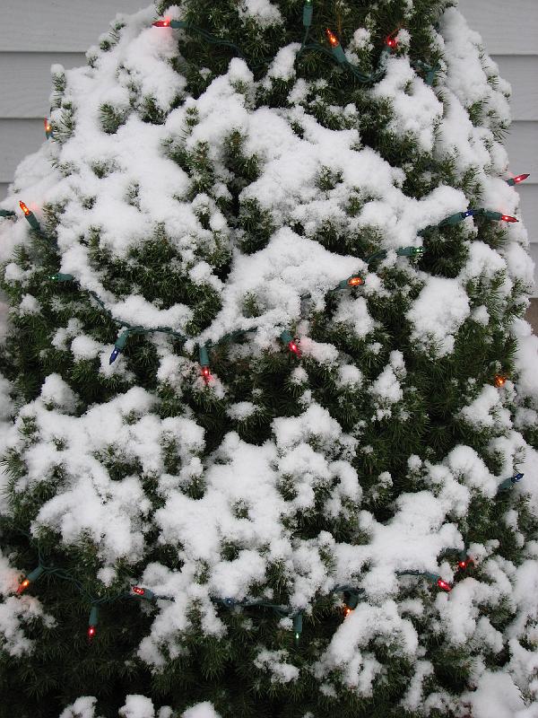 2008-12-07_First_Snow 009.jpg